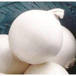 Cebula Sterling F1 250 tyś. nasion st